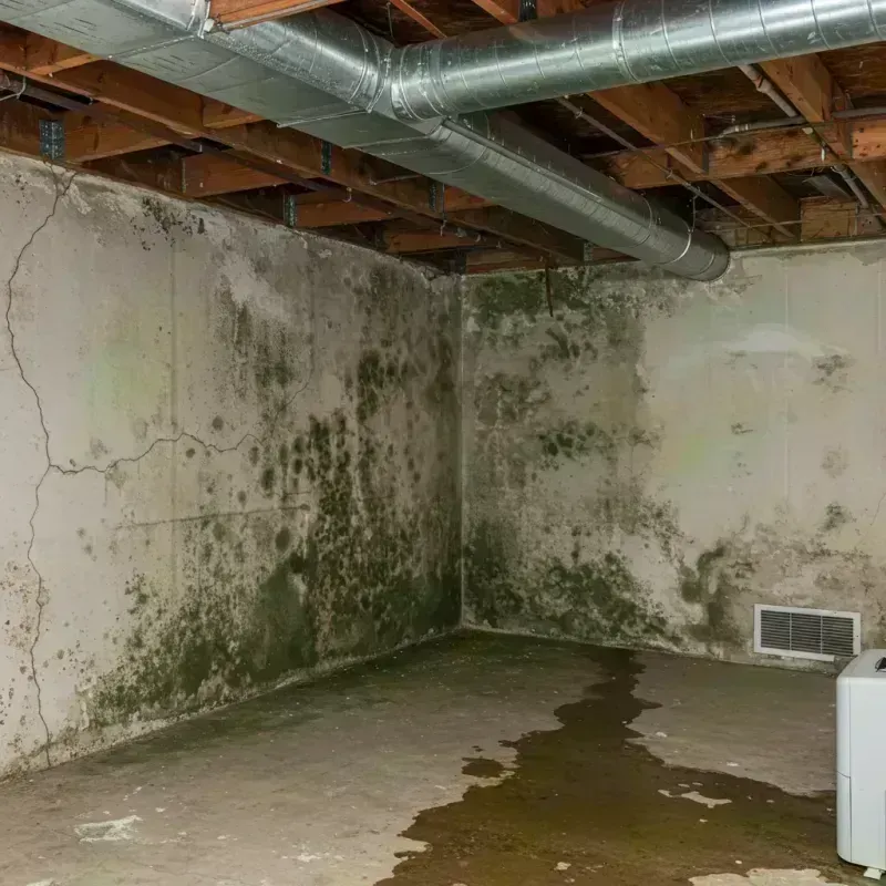 Professional Mold Removal in Wrens, GA